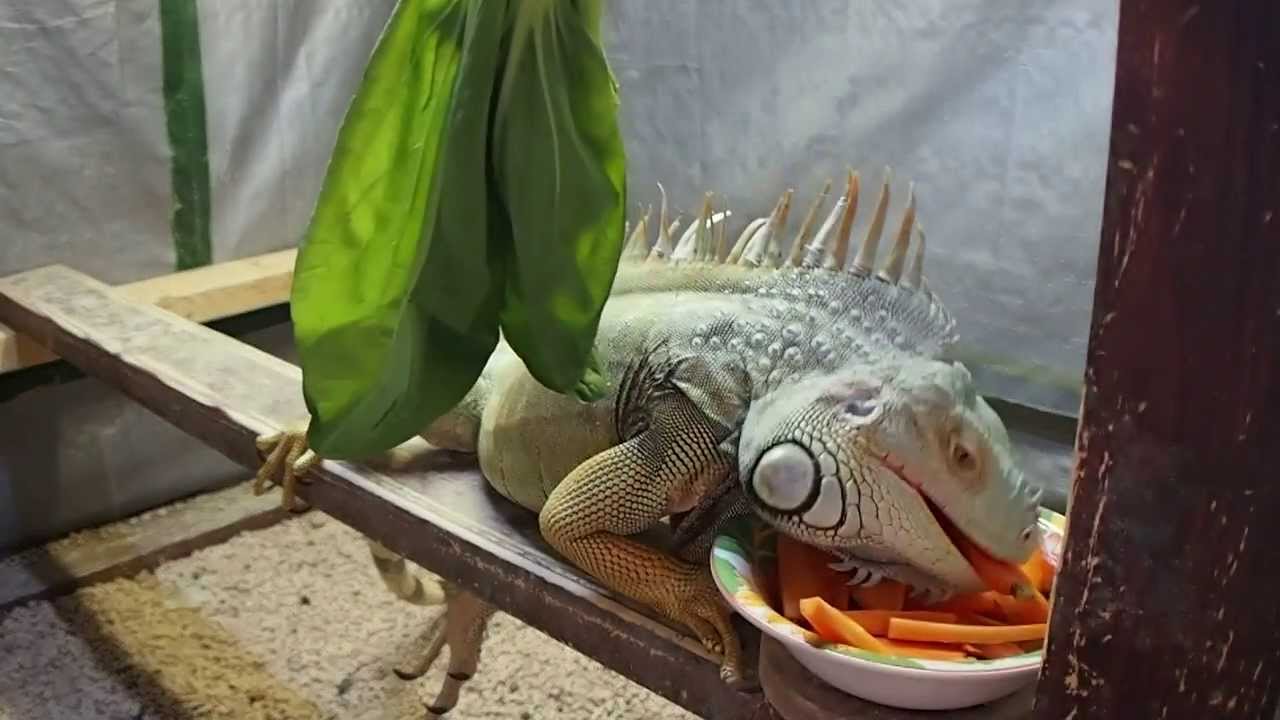 ニンジンを食べるグリーンイグアナ Youtube