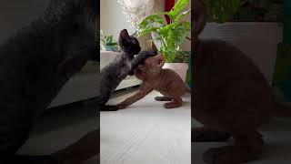 Kitten Playtime  - The Adorable Wrestling Duo #shorts #cats #subscribe