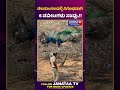 6 peacocks die mysteriously in Nelamangala!! | ನೆಲಮಂಗಲದಲ್ಲಿ ನಿಗೊಢವಾಗಿ 6 ನವಿಲುಗಳು ಸಾವು.!! | JANATAATV