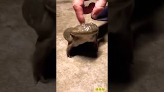 Suaranya Bikin Kaget kodokketakutan cutefrog