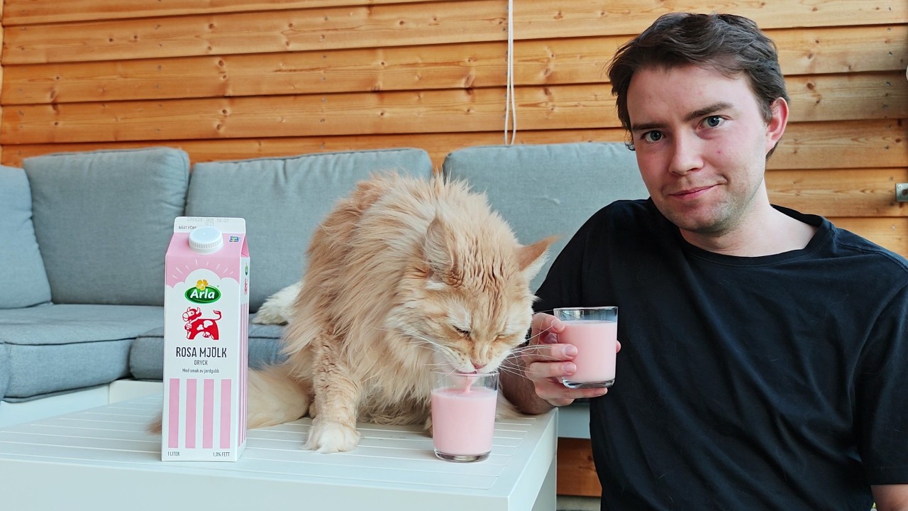 Finding Pink Milk For My Cat!