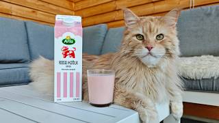 The Hunt For Pink Milk!