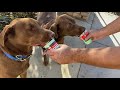 Episode 130. Expelled And Loving A Puppachino!