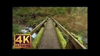 Quinault Loop Trail 4K Rain Forest Virtual Walk with Relaxng Music Trailer