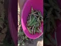 Cómo cortar chícharos