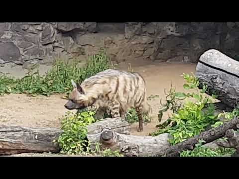 A pair of East African striped hyaenas