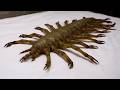 Terrifying New Species Discoveries Scientists Can't Explain - Part 2