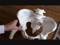 Визначення розмірів жіночого  таза на скелеті