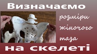 Визначення розмірів жіночого  таза на скелеті