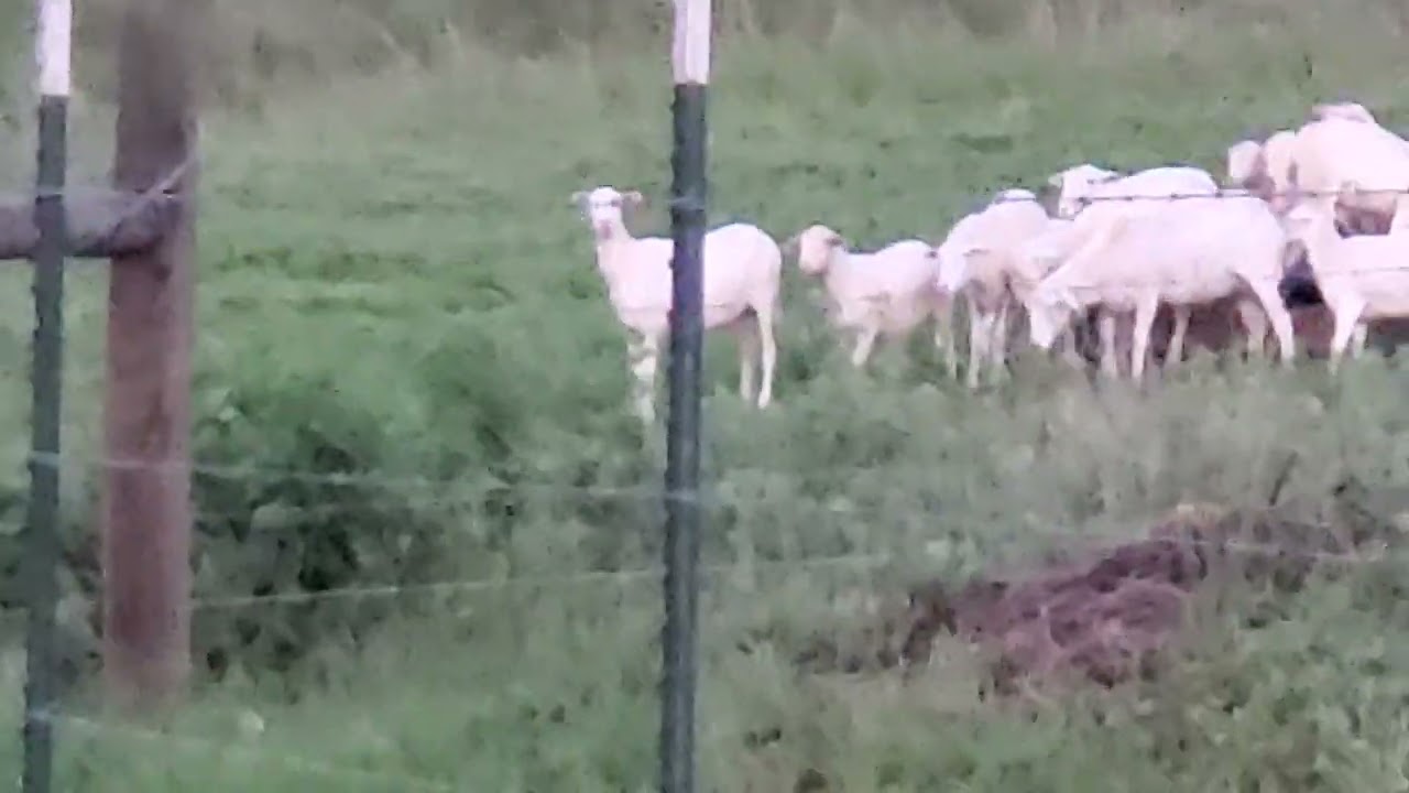 Wild St Croix +Royal White Sheep ar @DragonflyRanch777