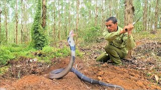 Suffocation + Confront a group of ferocious king cobras that attack people in the forest