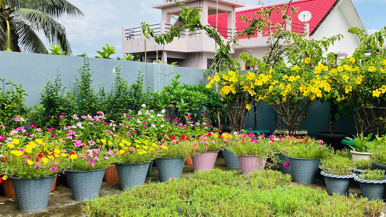 Portulaca | Moss rose plant care || दावस्रि आथिं फुलखौ माबादि रोजा बिबार मोनलायखो