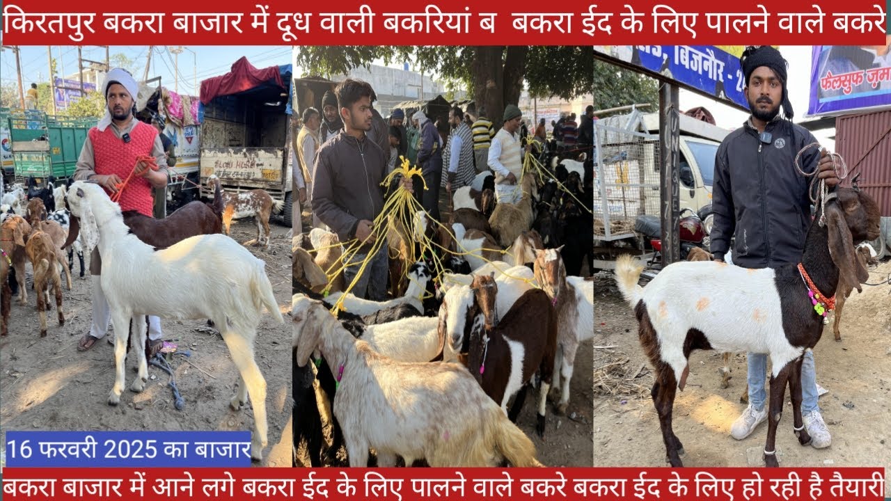 किरतपुर बकरा बाजार सस्ती रेंज के 5 हज़ार रुपए वाले बकरे || किरतपुर बकरा बाजार की 16 फरवरी की वीडियो