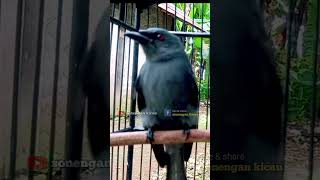 Srigunting Abu Abu Gacor Emosi Memanggil Lawan