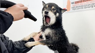미용실에 시바견 목욕을 맡기지 않는 이유 ㅠㅠ (목욕하기 싫다고 소리지르고 생난리치는 강아지 ㅋㅋㅋ)