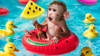 KiKi Monkey challenge swim and enjoy Miniature Watermelon Ice Cream with Duckling | KUDO ANIMAL KIKI