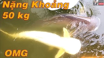 Đàn Cá Khổng Lồ Có Con Được Nuôi Hơn 20 Năm - Cá Tra Bạch Tạng, Cá Trê Bạch Tạng, Cá Phi Bạch Tạng