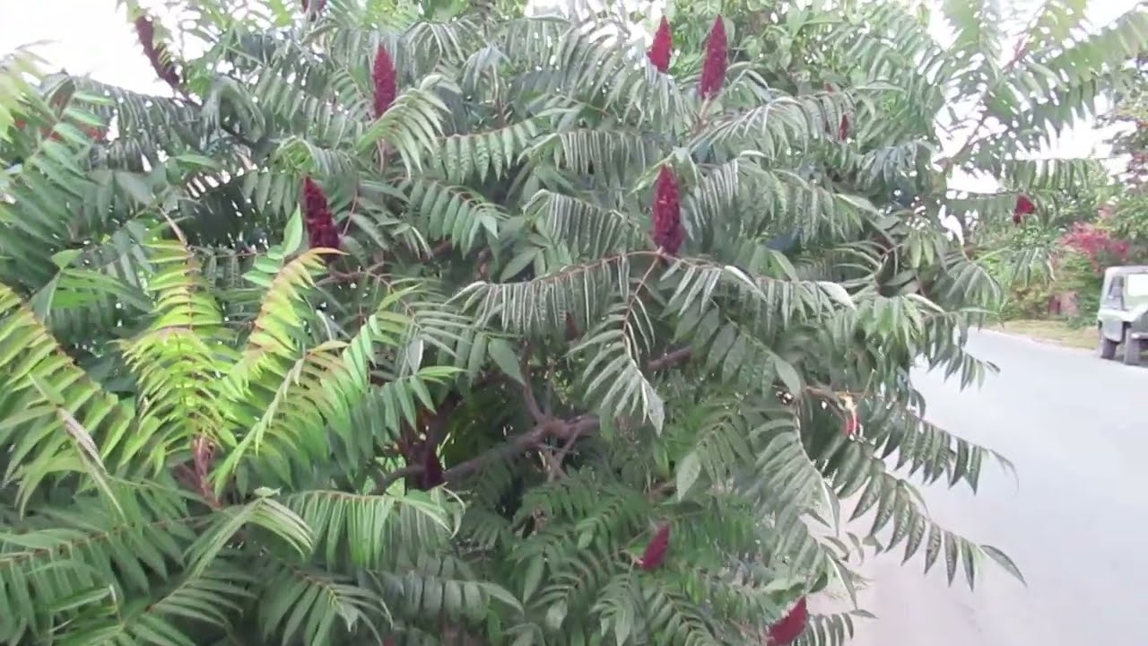 Сумах оленерогий декоративное деревце и диковинка в средней полосе