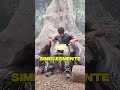 Como fazer amizade com um animal selvagem perigoso #curiosidades #shorts #animais