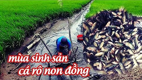 CTQT - Đặc Sản Miền Tây ! Mùa Cá Rô Non Trên Đồng