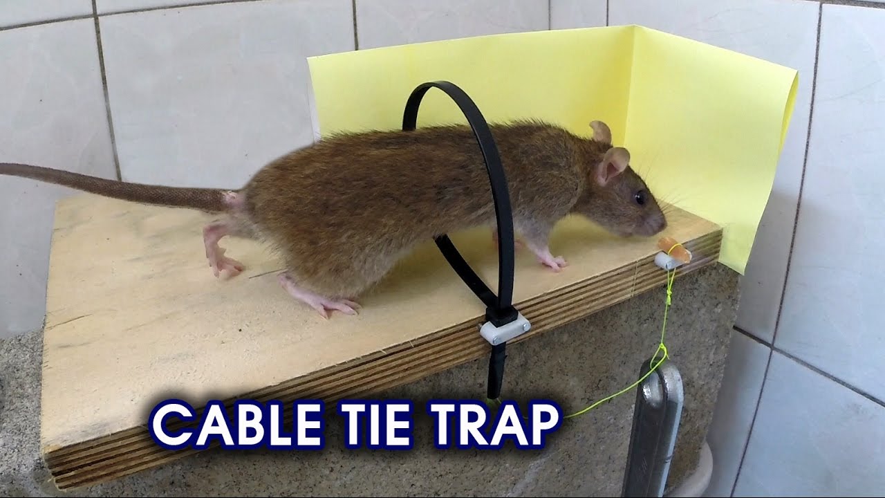 Cable Tie RatMouse Trap