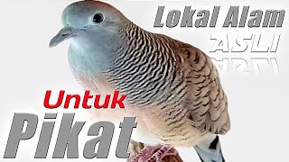 Perkutut lokal gacor suara besar - JUARANYA PEMIKAT