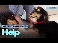[Weekly Highlights] Put Them on a Leash ⛓🐶 | KBS WORLD TV 231010