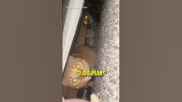 The Smartest Cat In The World