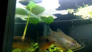 Pearl Gourami Breeding Part 05