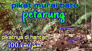 Pikat murai batu di hutan