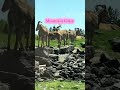 African Lion Safari Canada | Rhino Encounter You Won’t Believe! #shorts #AfricanLionSafari