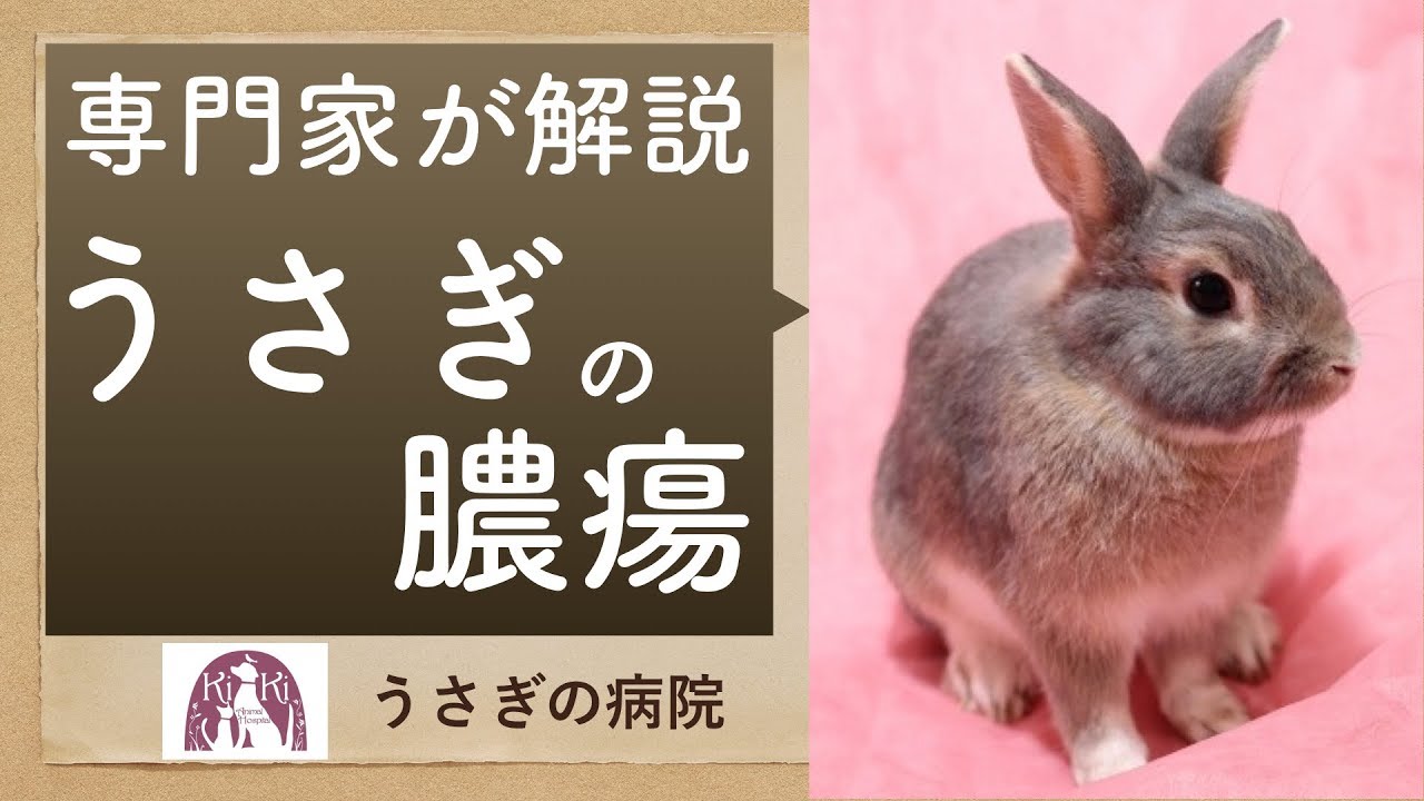 ウサコッツの首に腫瘍のようなものを発見 ウサコッツ飼育日記