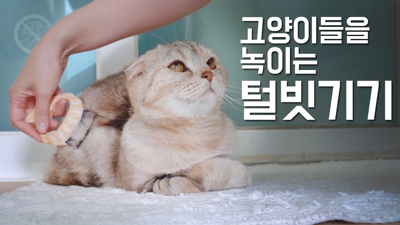 Я потер шерсть кошек. Потом они переплавку.