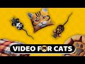 CAT GAMES Toy Mouse Videos For Cats To Watch CAT TV 1 Hour CAT GAMES Toy Mouse Videos For Cats To Watch CAT TV 1 Hour