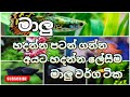 Best aquarium fish for beginners in sinhala.