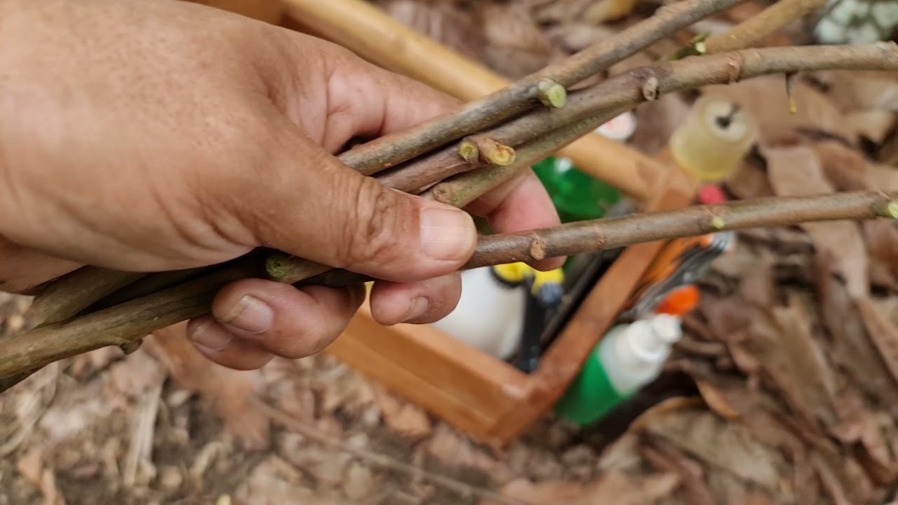 Enxertia de cacau. Passo a passo completo