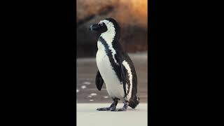 пингвин со звуком