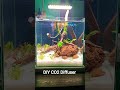 DIY CO2 Diffuser for my 1 feet cube Betta tank 😍 #bettafish #aquarium #aquascape #diy #diffuser