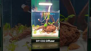 DIY CO2 Diffuser for my 1 feet cube Betta tank 😍 #bettafish #aquarium #aquascape #diy #diffuser