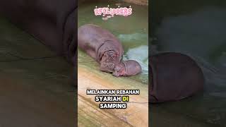 WOW ‼️ MOO DENG LAGI MODE REOG SEBELUM BOBO SIANG ‼️ 🦛✨ #trendingvideo #moodeng