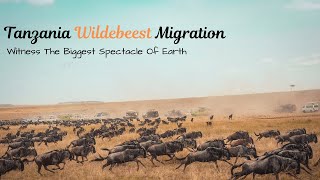 The Great Wildebeest Migration Serengeti HD| River crossing