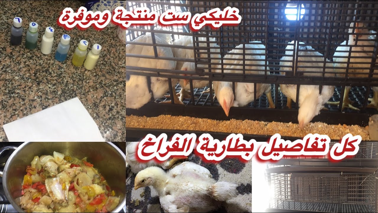 هتربي فراخ في متر مربع وتملي بيتك خير🐔🐣 كل تفاصيل البطارية