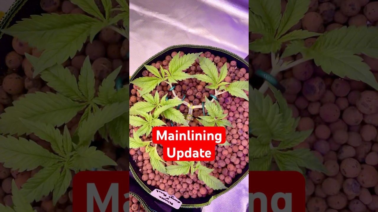 Mainlining Update🍁 