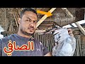 صافي اتاكل من قلب الباب وحبست الحمام كله مفيش حل تانى 