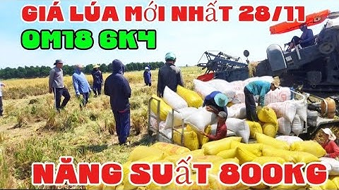 Giá Lúa Lên Cả Làng Kéo Ra Bắt Chuột Ăn Mừng