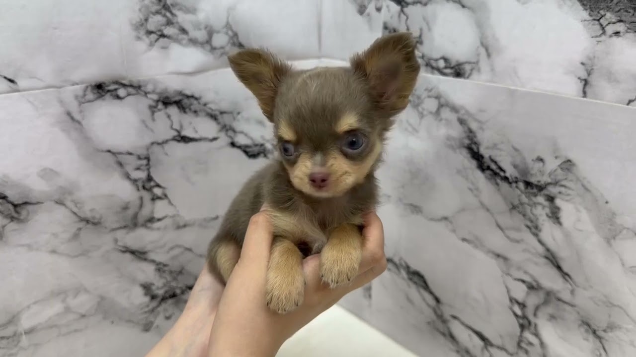 価格の安い◾️ロングチワワ♀【動画あり】人気！イザベラタンカラー