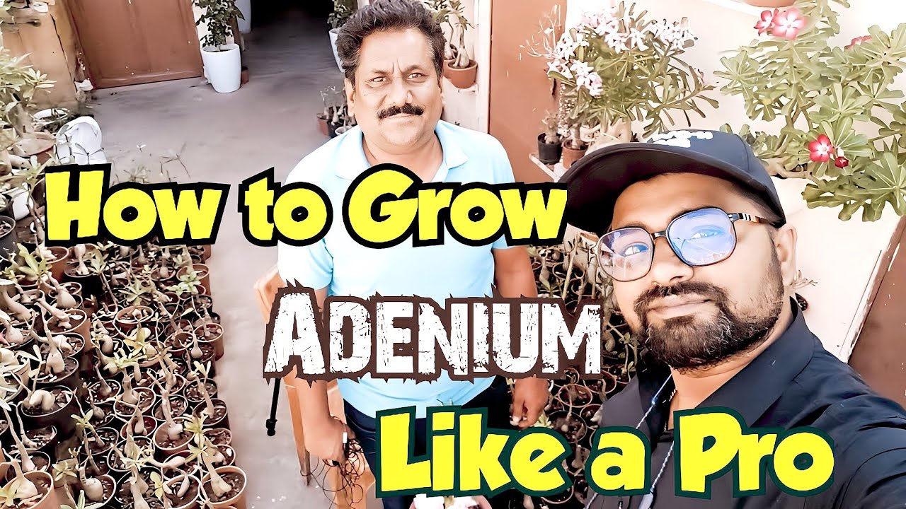 Exploring the Ultimate Adenium Garden! Expert Tips & Tricks Revealed