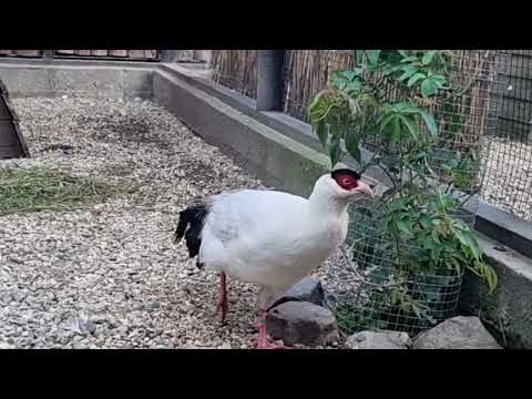 White-eared pheasant