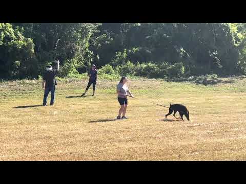 Cynder S WAE November 14 2025