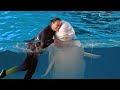 Beluga whale show at yokohama hakkeijima sea paradise 4k